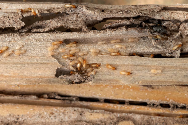 Best Pest Removal Services  in Keno, OR