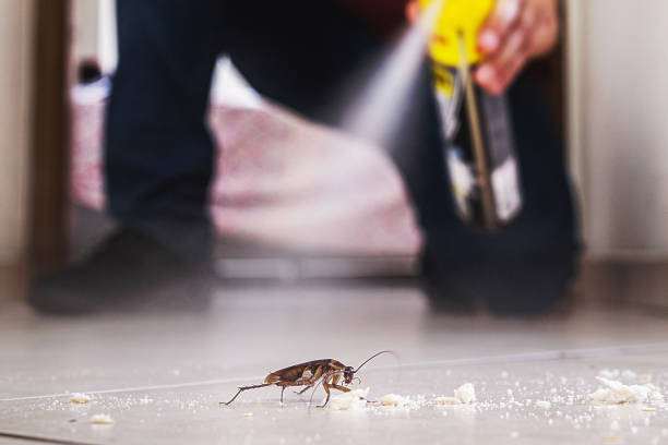 Spider Control Near Me in Keno, OR